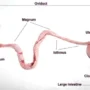 Mengenal Organ Reproduksi Ayam Betina dan Proses Pembentukan Telur