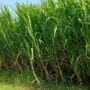 Pakchong Elephant Grass (PEG, Pennisetum purpureum cv. Thailand) merupakan jenis rumput gajah hibrida asal Thailand yang memiliki potensi besar sebagai pakan ternak. PEG terkenal karena: Produktivitas Tinggi PEG mampu menghasilkan biomassa dalam jumlah besar, sehingga memenuhi kebutuhan pakan dalam skala besar. Kandungan Nutrisi Optimal Rumput ini kaya akan protein, serat kasar, dan zat gizi lainnya yang mendukung pertumbuhan ternak. Palatabilitas Tinggi PEG memiliki tekstur dan rasa yang disukai oleh berbagai jenis ternak, seperti sapi, kambing, dan kerbau.